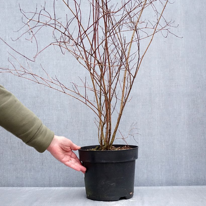 Philadelphus lemoinei - Filadelfo Vaso da 7,5L/10L esemplare consegnato in inverno