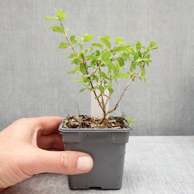 Philadelphus lemoinei Manteau d'Hermine - Filadelfo Vasetto da 8/9 cm esemplare consegnato in primavera