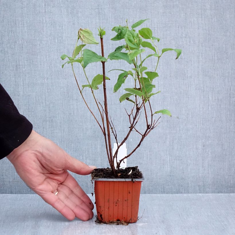 Esemplare di Philadelphus Belle Etoile - Filadelfo Vasetto da 8/9 cm come consegnato in autunno