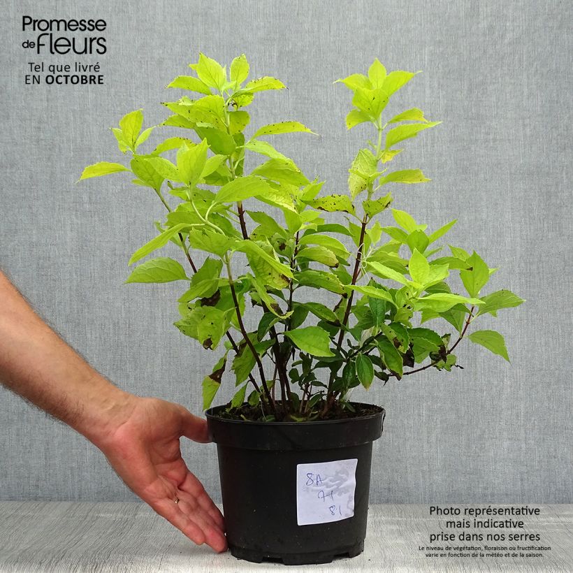 Esemplare di Philadelphus Aureus - Fior d'angiolo Vaso da 2L/3L come consegnato in autunno