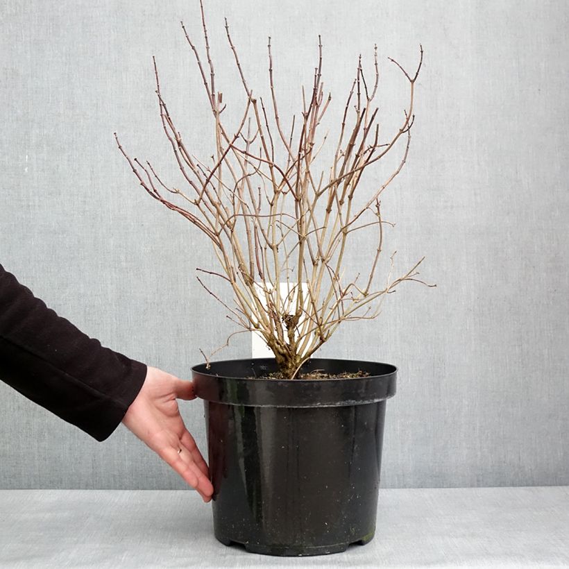 Philadelphus Aureus - Fior d'angiolo Vaso da 7,5L/10L esemplare consegnato in inverno