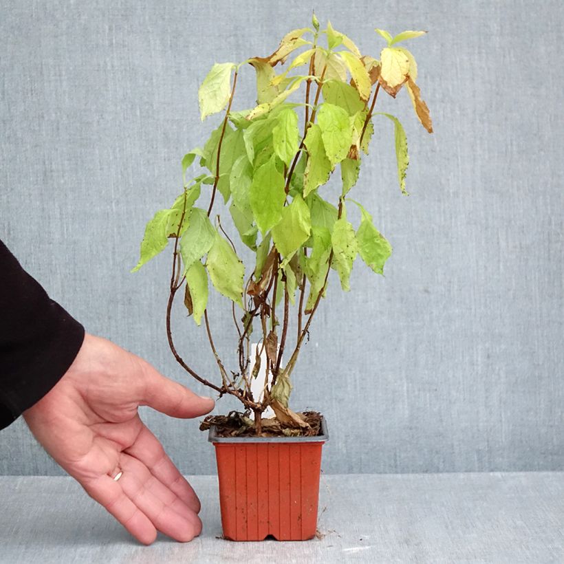 Esemplare di Philadelphus Aureus - Fior d'angiolo Vasetto da 8/9 cm come consegnato in autunno