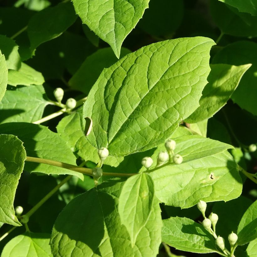 Philadelphus coronarius Godzisz (Fogliame)