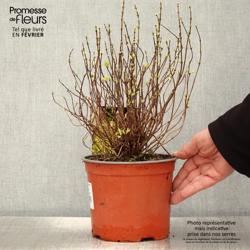 Philadelphus Kostelec WB - Fior d'angiolo Vaso da 3L/4L esemplare consegnato in inverno