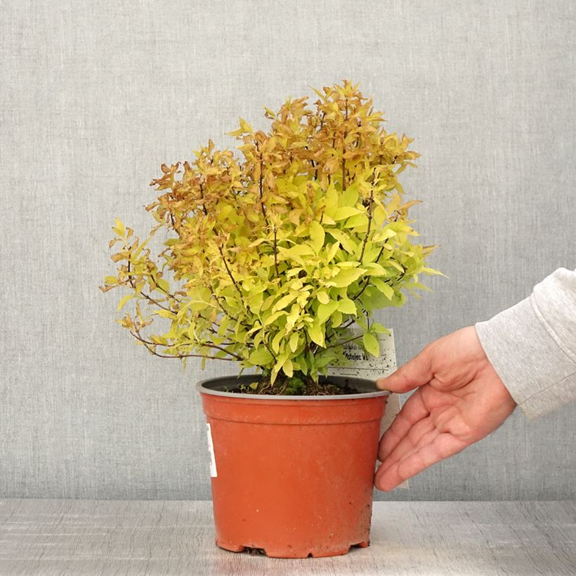 Philadelphus Kostelec WB - Fior d'angiolo Vaso da 3L/4L esemplare consegnato in primavera