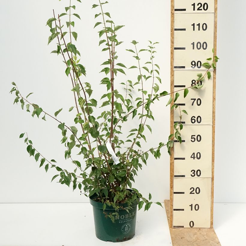Esemplare di Philadelphus lemoinei Innocence - Filadelfo Vaso da 7,5L/10L consegnato in estate