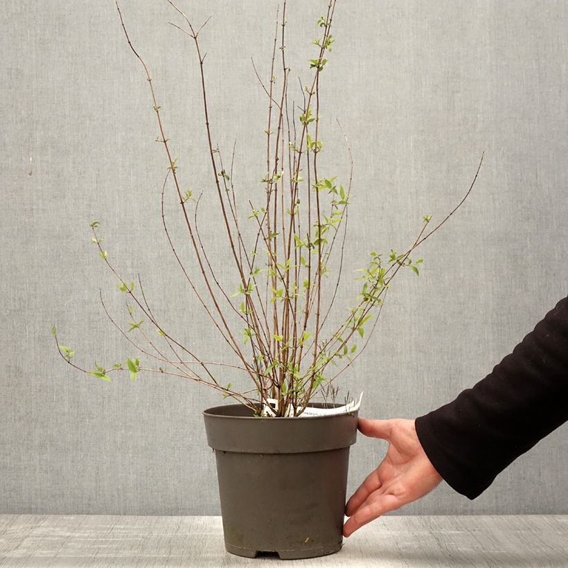 Philadelphus Petite Perfume Pink - Filadelfo Vaso da 3L/4L esemplare consegnato in primavera