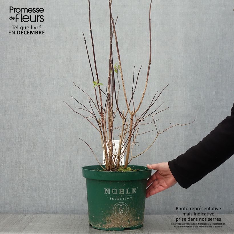 Esemplare di Philadelphus Starbright - Filadelfo Vaso da 7,5L/10L come consegnato in autunno