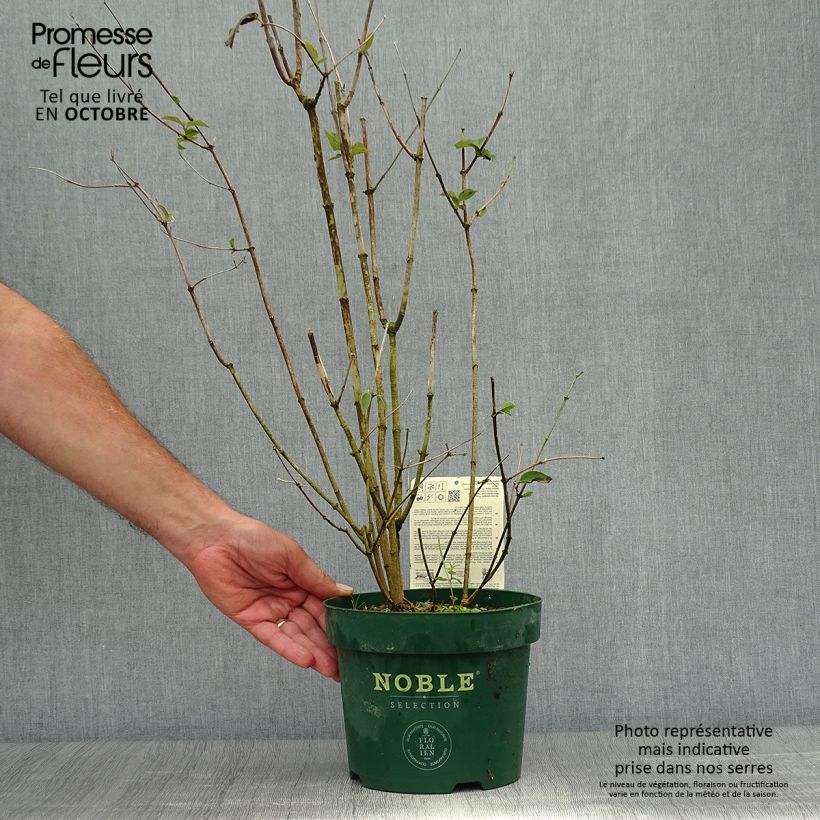 Esemplare di Philadelphus Starbright - Filadelfo Vaso da 3L/4L come consegnato in autunno
