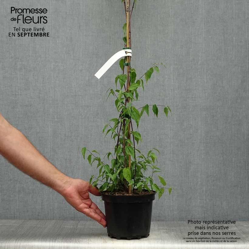 Esemplare di Philadelphus mexicanus - Filadelfo Vaso da 3L/4L come consegnato in autunno