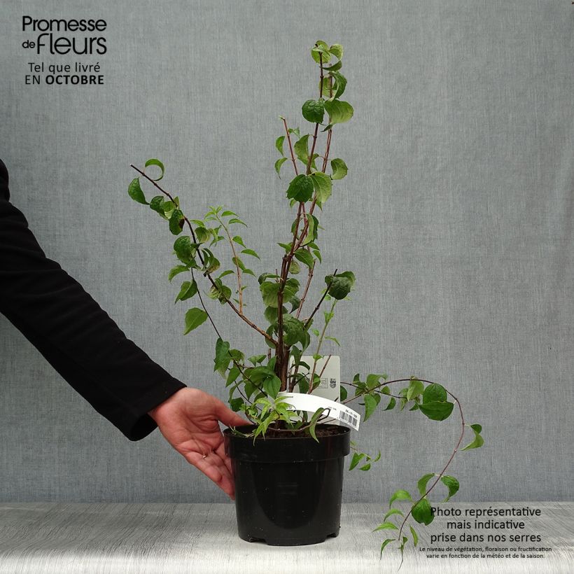 Esemplare di Philadelphus Beauclerk - Filadelfo Vaso da 2L/3L come consegnato in autunno