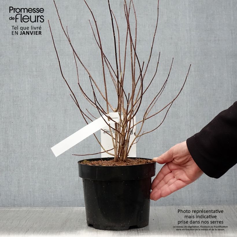 Philadelphus Beauclerk - Filadelfo Vaso da 2L/3L esemplare consegnato in inverno