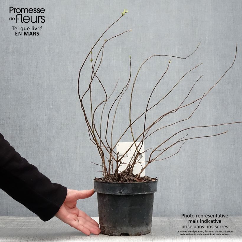 Philadelphus Beauclerk - Filadelfo Vaso da 2L/3L esemplare consegnato in primavera