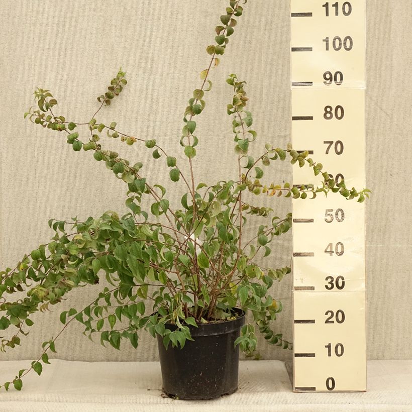 Esemplare di Philadelphus Beauclerk - Filadelfo Vaso da 7,5L/10L come consegnato in autunno