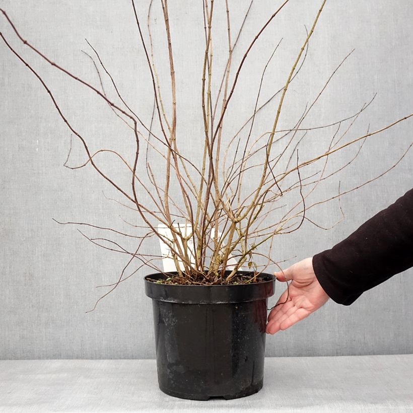 Philadelphus Beauclerk - Filadelfo Vaso da 7,5L/10L esemplare consegnato in inverno