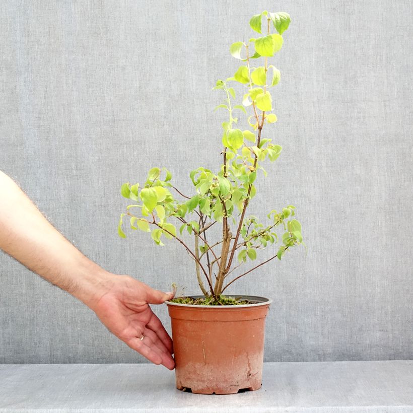 Esemplare di Philadelphus coronarius Justynka Vaso da 3L/4L consegnato in estate