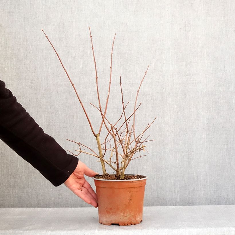 Philadelphus coronarius Justynka Vaso da 3L/4L esemplare consegnato in inverno