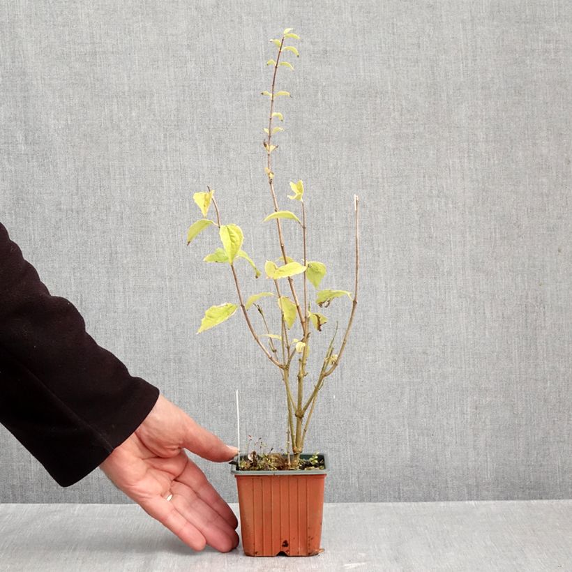 Esemplare di Philadelphus Frosty Morn - Filadelfo Vasetto da 8/9 cm come consegnato in autunno