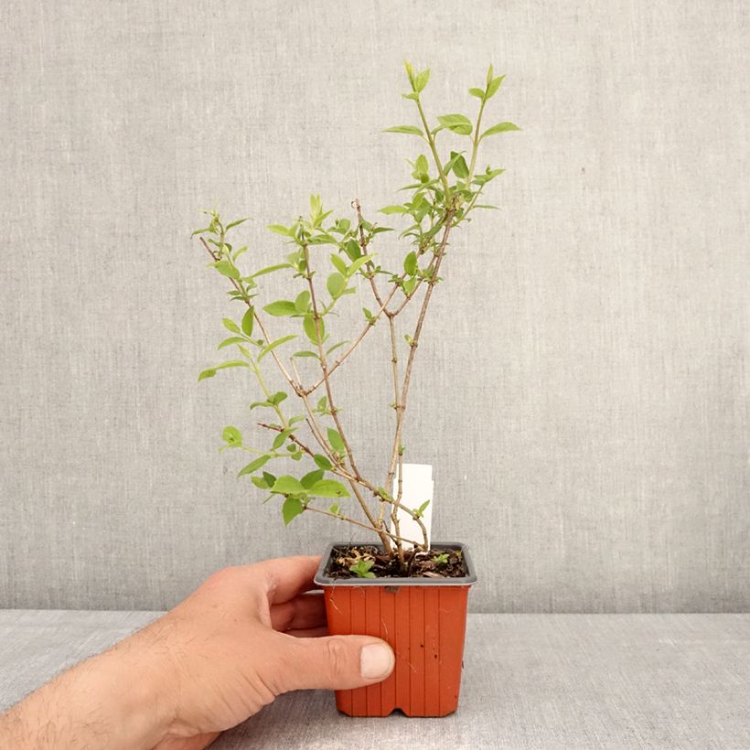 Philadelphus Frosty Morn - Filadelfo Vasetto da 8/9 cm esemplare consegnato in primavera