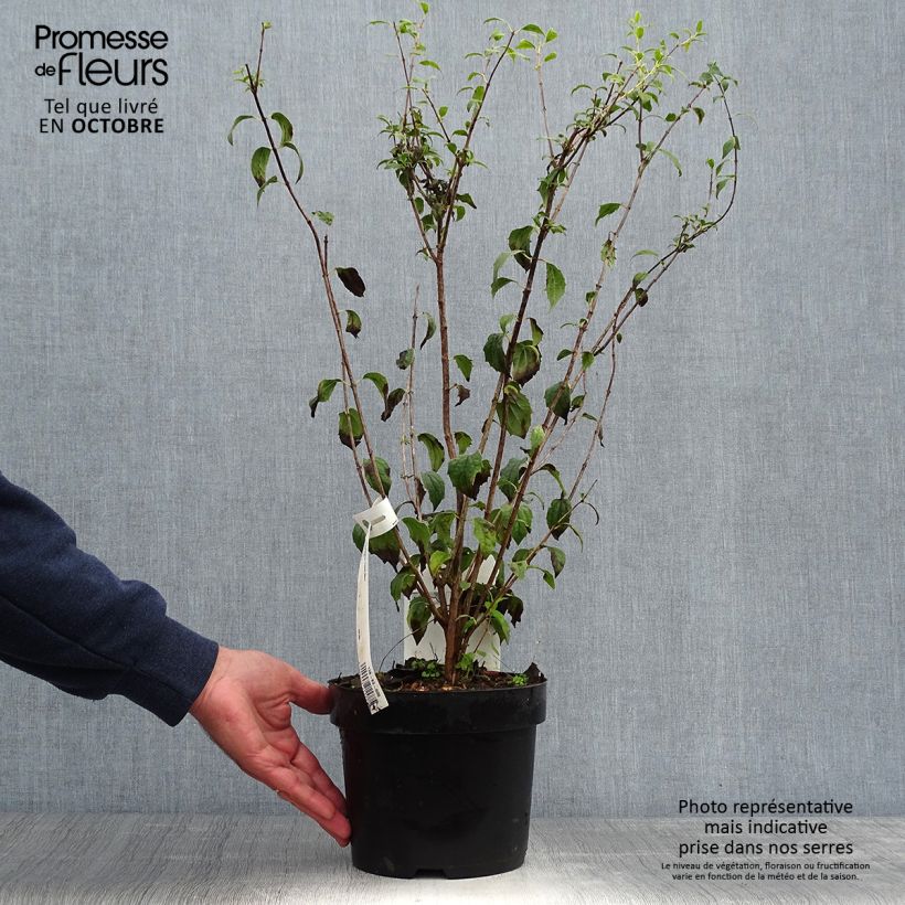 Esemplare di Philadelphus Frosty Morn - Filadelfo Vaso da 3L/4L come consegnato in autunno