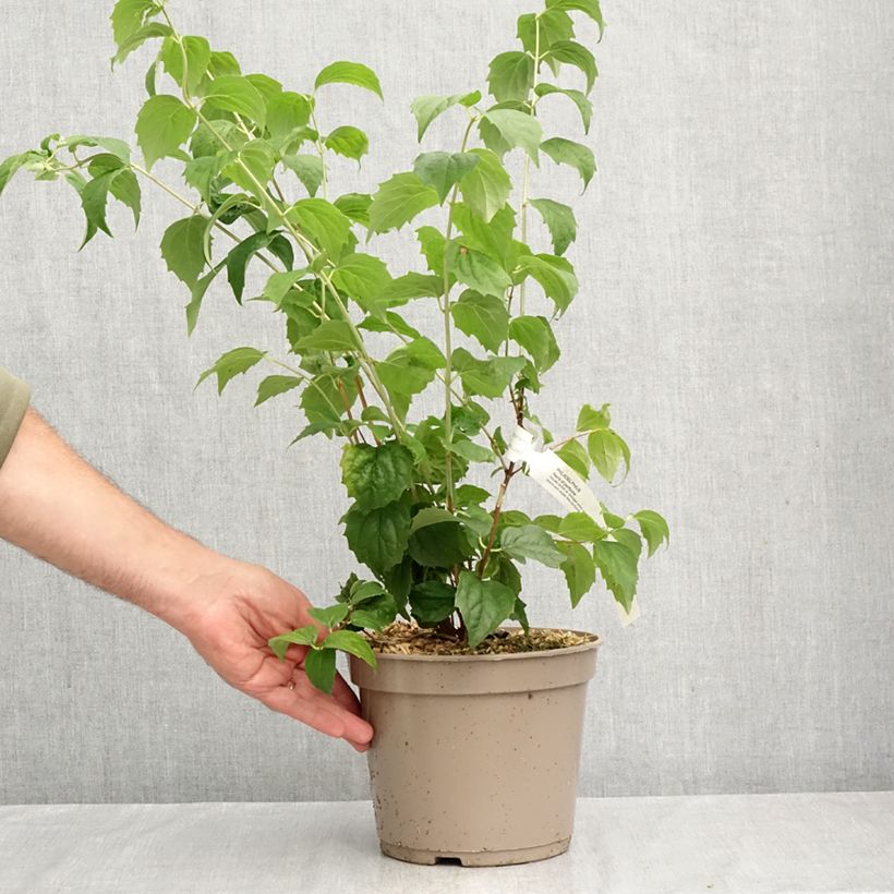 Esemplare di Philadelphus Pearls of Perfume - Filadelfo Vaso da 4L/5L come consegnato in autunno
