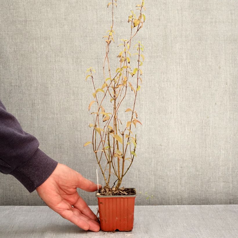 Esemplare di Philadelphus lemoinei Silberregen - Filadelfo Vasetto da 8/9 cm come consegnato in autunno