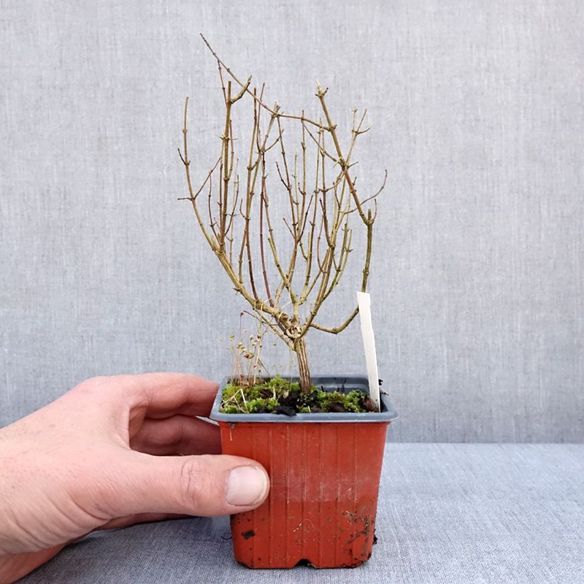 Philadelphus lemoinei Silberregen - Filadelfo Vasetto da 8/9 cm esemplare consegnato in inverno