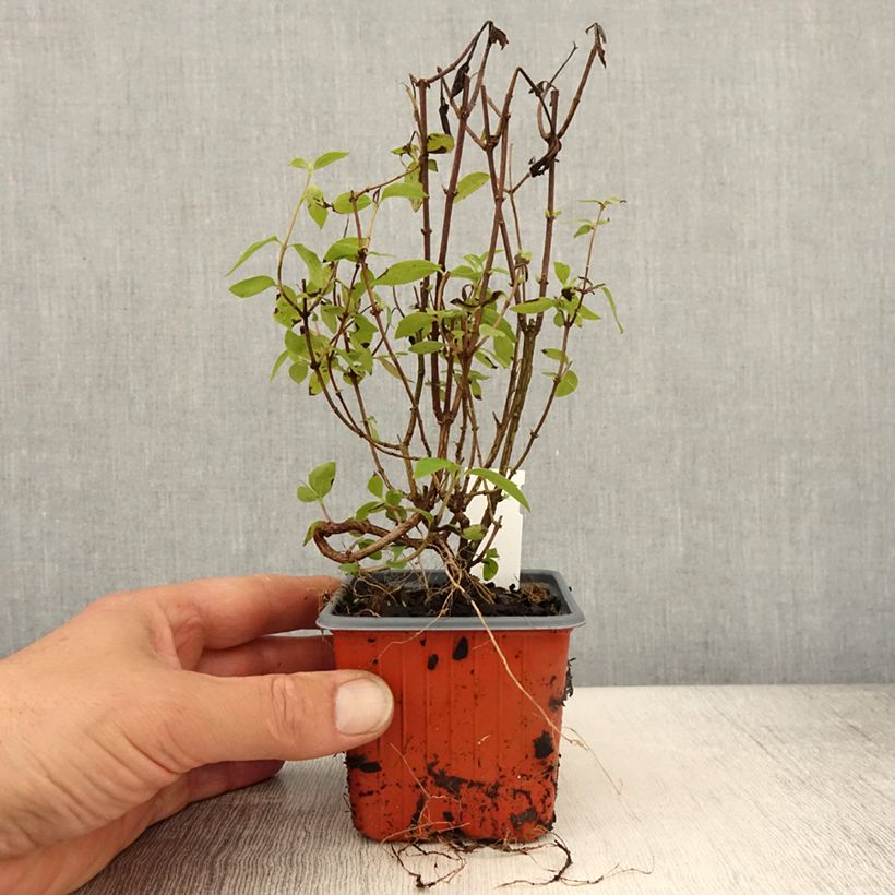 Philadelphus lemoinei Silberregen - Filadelfo Vasetto da 8/9 cm esemplare consegnato in primavera