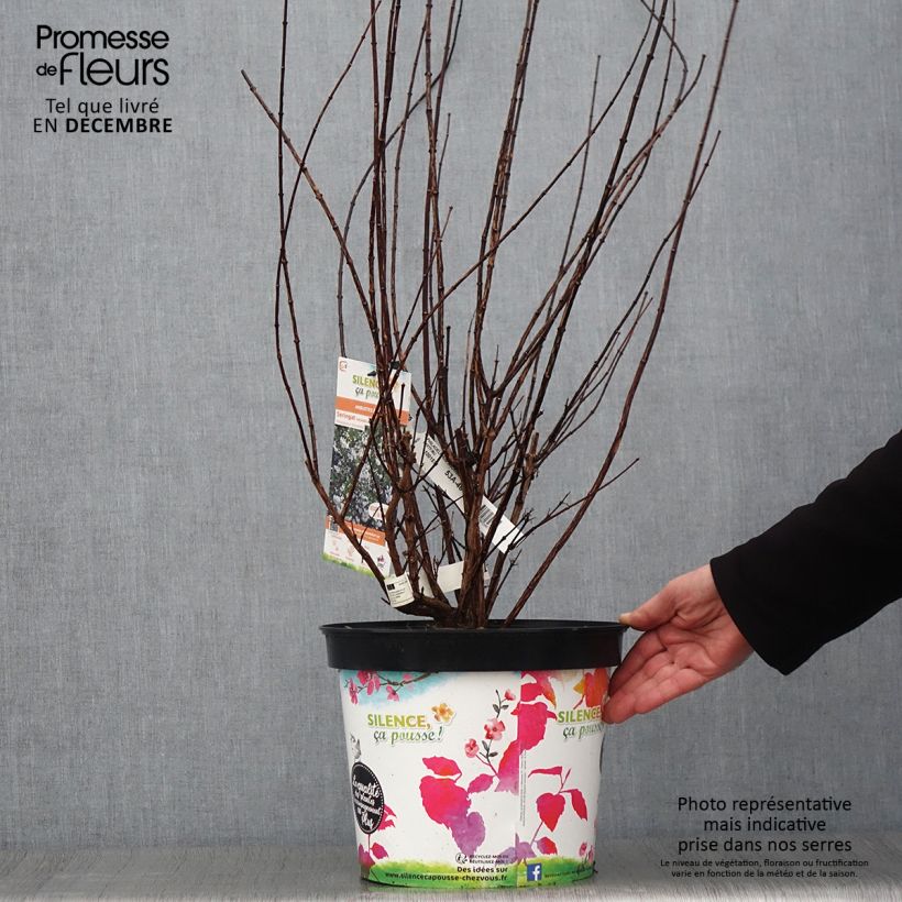 Esemplare di Philadelphus Snowbelle - Filadelfo Vaso da 7,5L/10L come consegnato in autunno