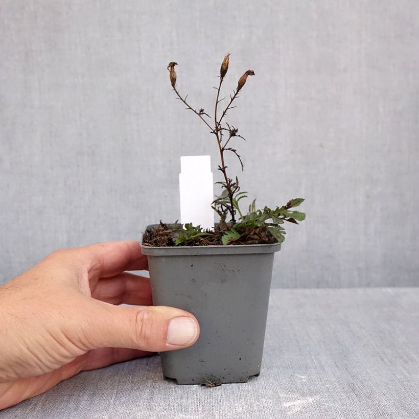 Esemplare di Serratula seoanei - Serratule de Seoane Godet de 8/9 cm come consegnato in autunno