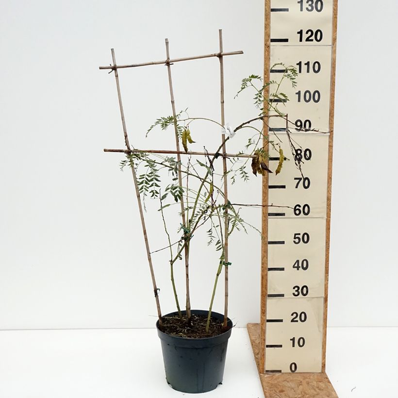 Esemplare di Sesbania punicea - Sesbania porporina Vaso da 7,5L/10L come consegnato in autunno