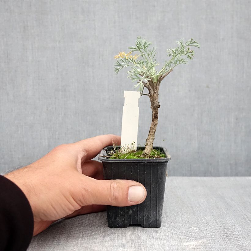 Esemplare di Seseli gummiferum Vasetto da 8/9 cm come consegnato in autunno