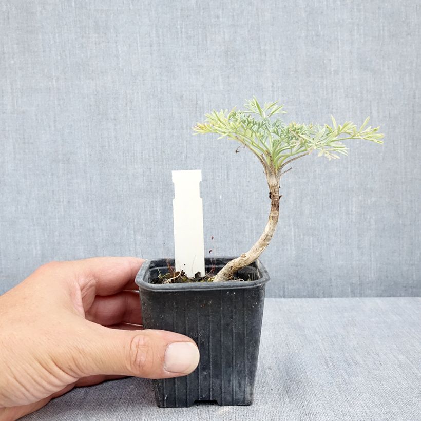 Esemplare di Seseli gummiferum Vasetto da 8/9 cm consegnato in estate