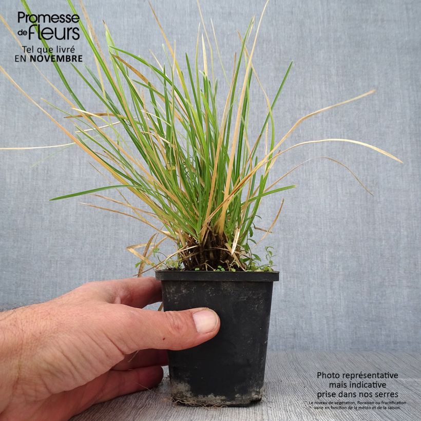 Esemplare di Sesleria argentea Vasetto da 8/9 cm come consegnato in autunno