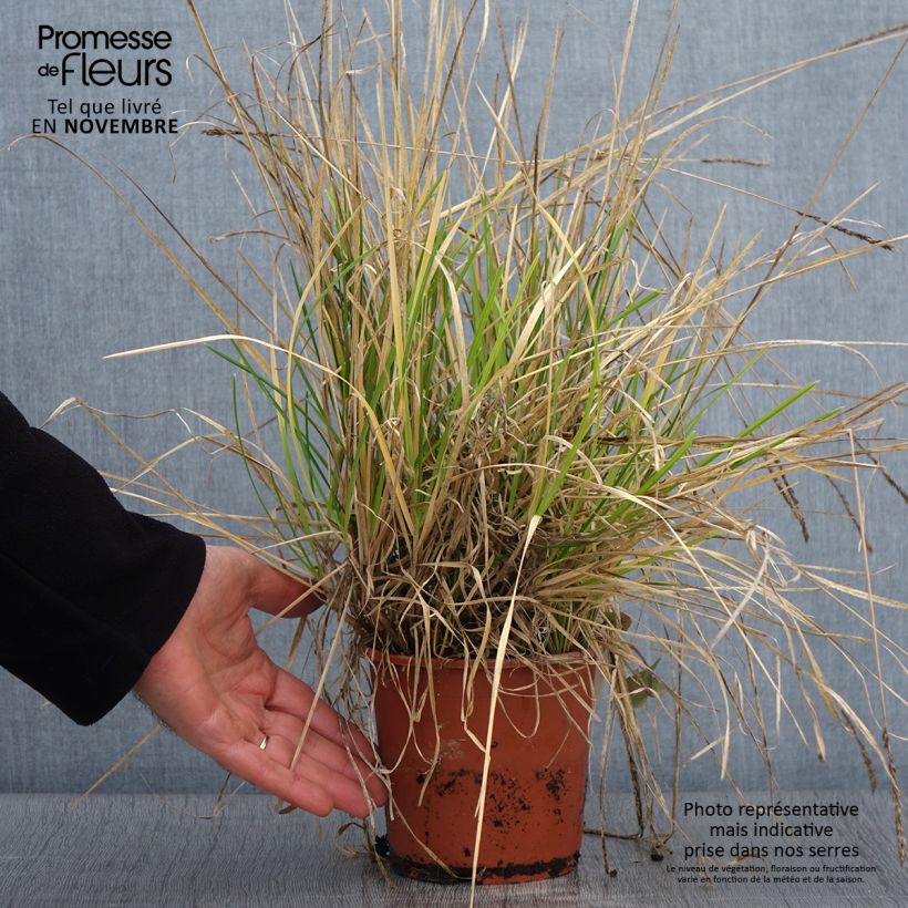 Esemplare di Sesleria argentea Vaso da 1L/1,5L come consegnato in autunno