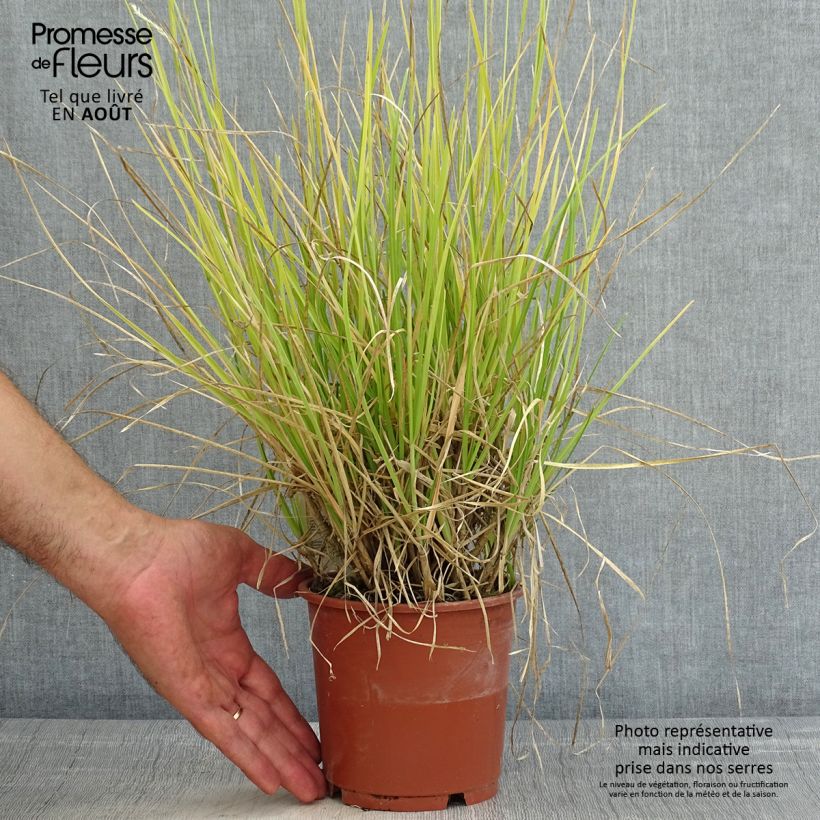 Esemplare di Sesleria argentea Vaso da 1L/1,5L consegnato in estate