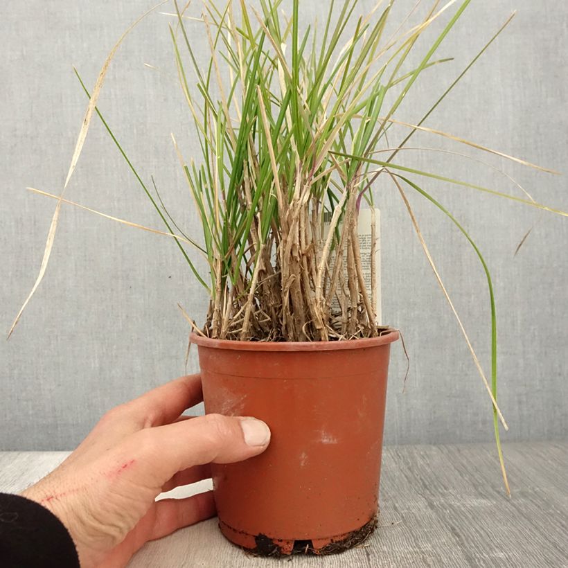 Sesleria argentea Vaso da 1L/1,5L esemplare consegnato in primavera