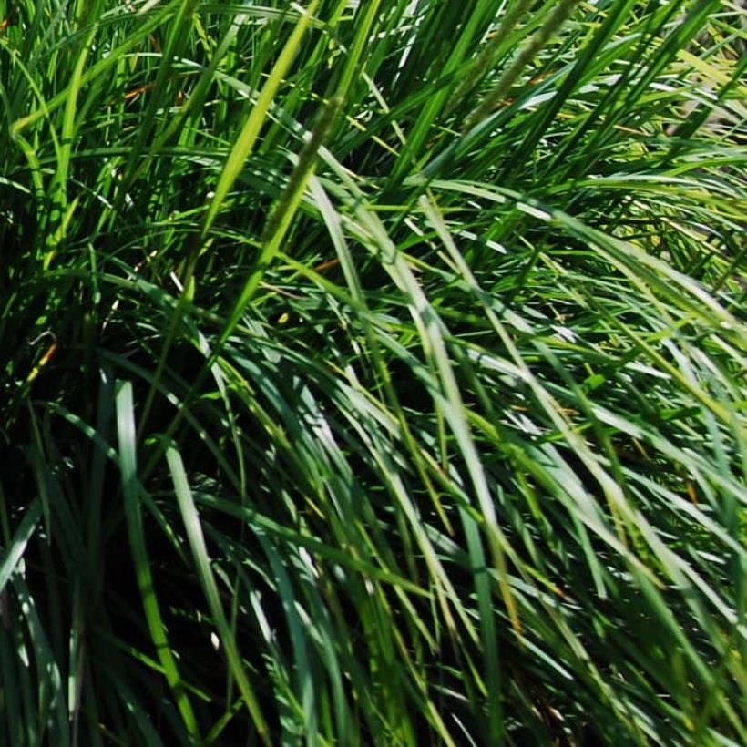 Sesleria autumnalis - Sesleria d'autunno (Fogliame)