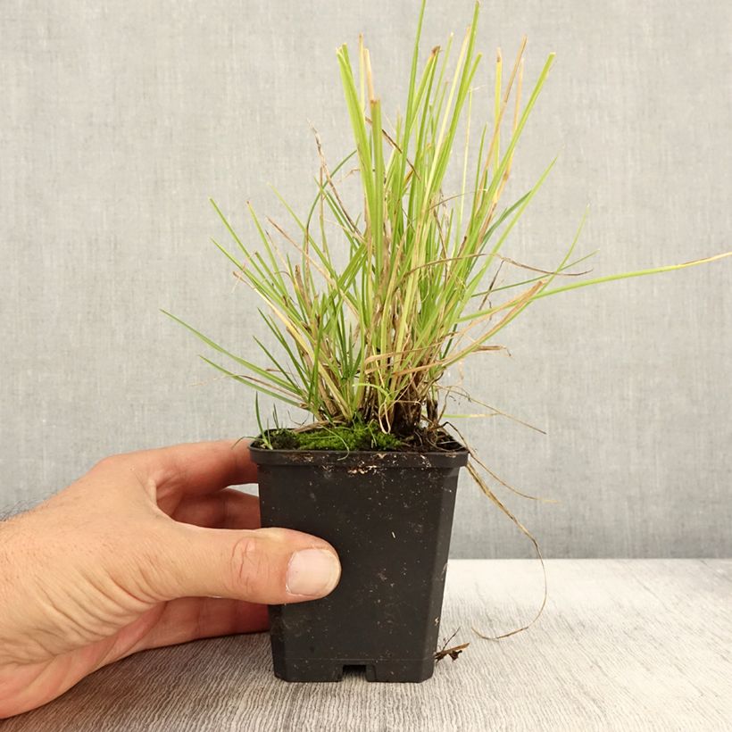 Esemplare di Sesleria autumnalis - Sesleria d'autunno Vasetto da 8/9 cm come consegnato in autunno