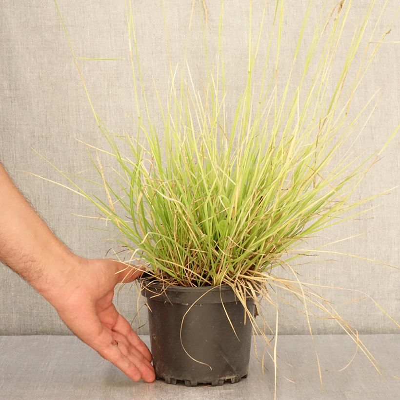 Esemplare di Sesleria autumnalis - Sesleria d'autunno Vaso da 2L/3L consegnato in estate