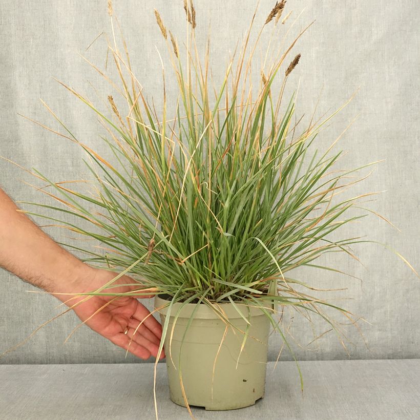 Esemplare di Sesleria heufleriana Blue Porcupine Vaso da 3L/4L consegnato in estate