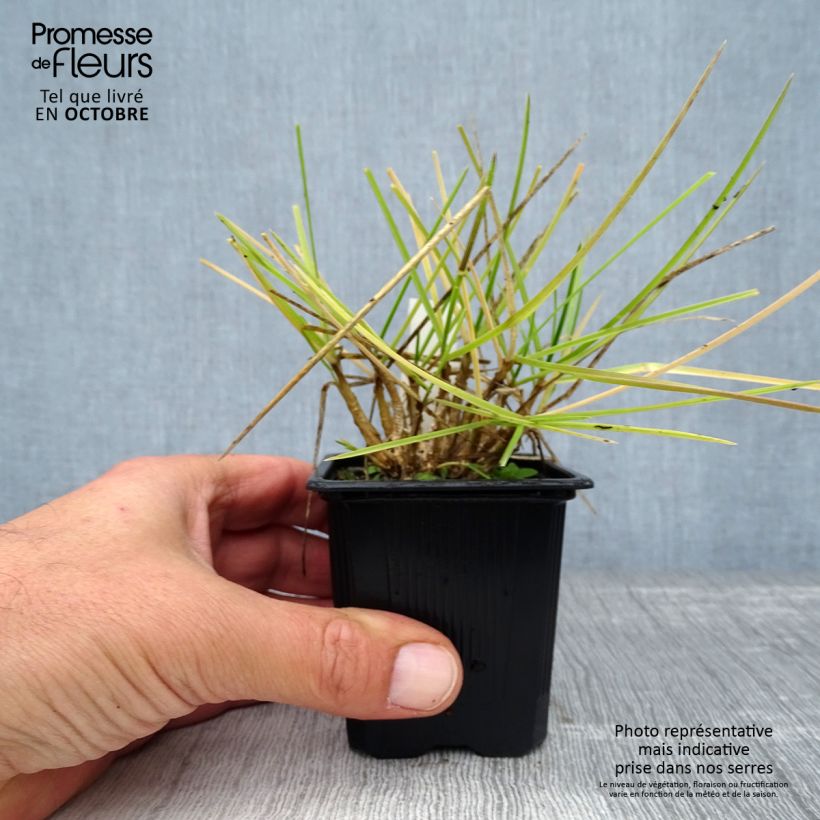 Esemplare di Sesleria heufleriana Vasetto da 8/9 cm come consegnato in autunno