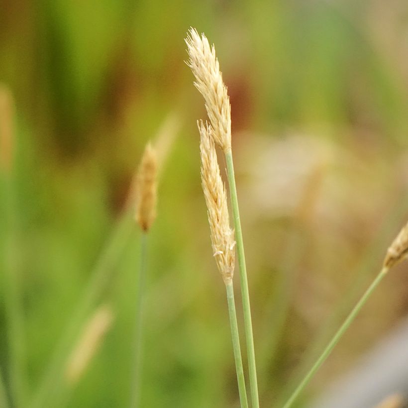 Sesleria nitida - Sesleria dei macereti (Fioritura)