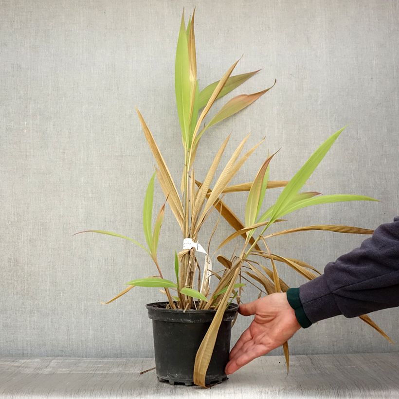 Esemplare di Setaria palmifolia - Erba di palma Vaso da 2L/3L come consegnato in autunno