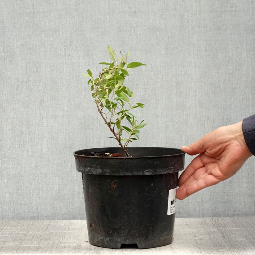 Shepherdia argentea - Buffaloberry Vaso da 3L/4L esemplare consegnato in primavera