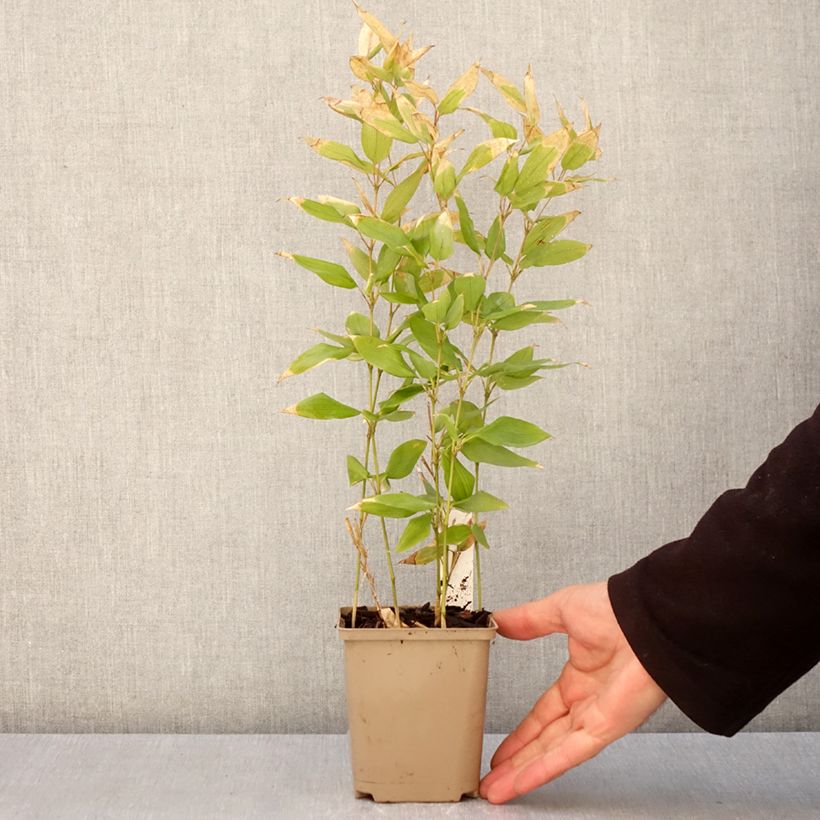 Shibataea kumasaca Vasetto da 8/9 cm esemplare consegnato in primavera