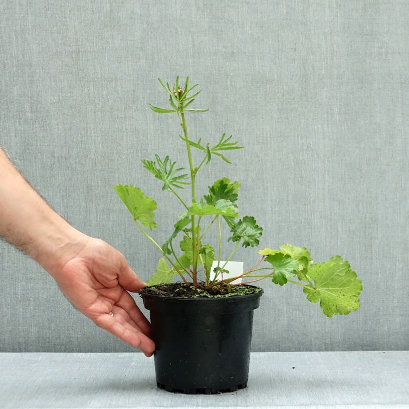 Esemplare di Sidalcea malviflora Elsie Heugh Vaso da 2L/3L come consegnato in autunno