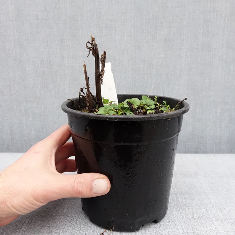 Sidalcea malviflora Elsie Heugh Vaso da 2L/3L esemplare consegnato in inverno