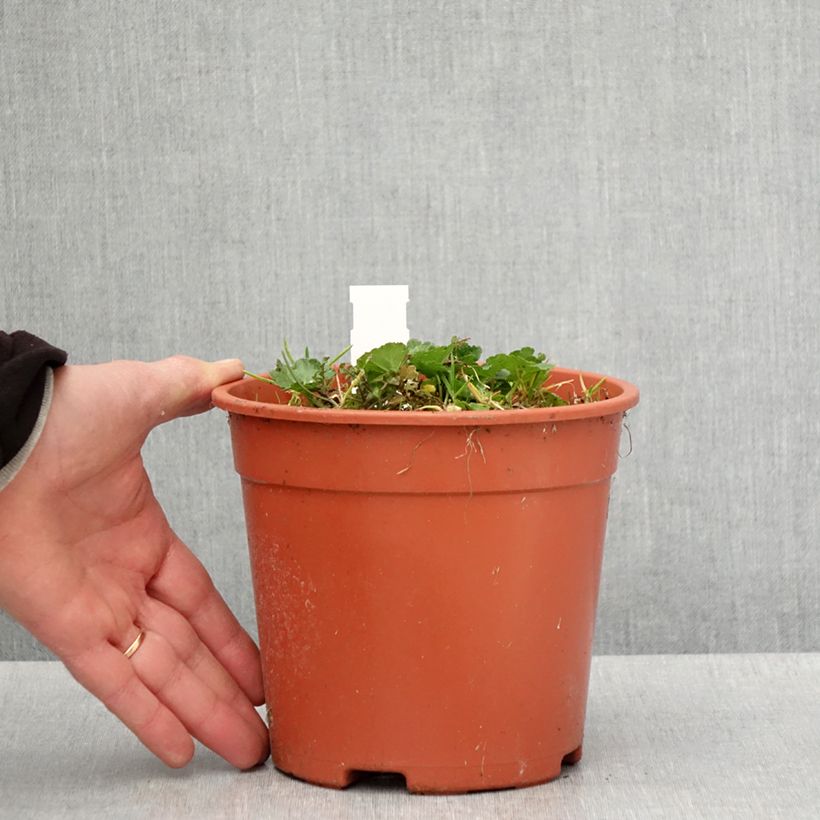 Sidalcea malviflora Elsie Heugh Vaso da 2L/3L esemplare consegnato in primavera