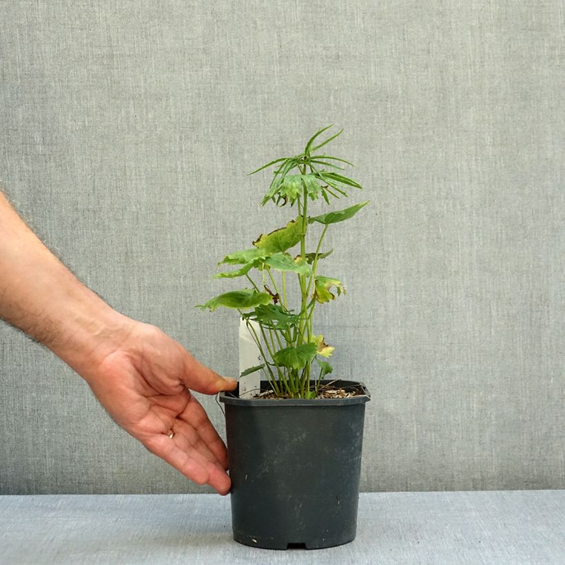 Esemplare di Sidalcea oregana Brilliant Vaso da 2L/3L come consegnato in autunno